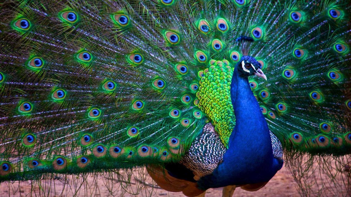 Павлин индийский обыкновенный