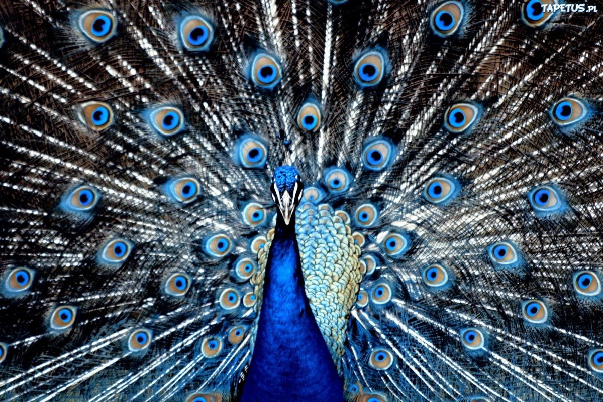 Синий Павлин