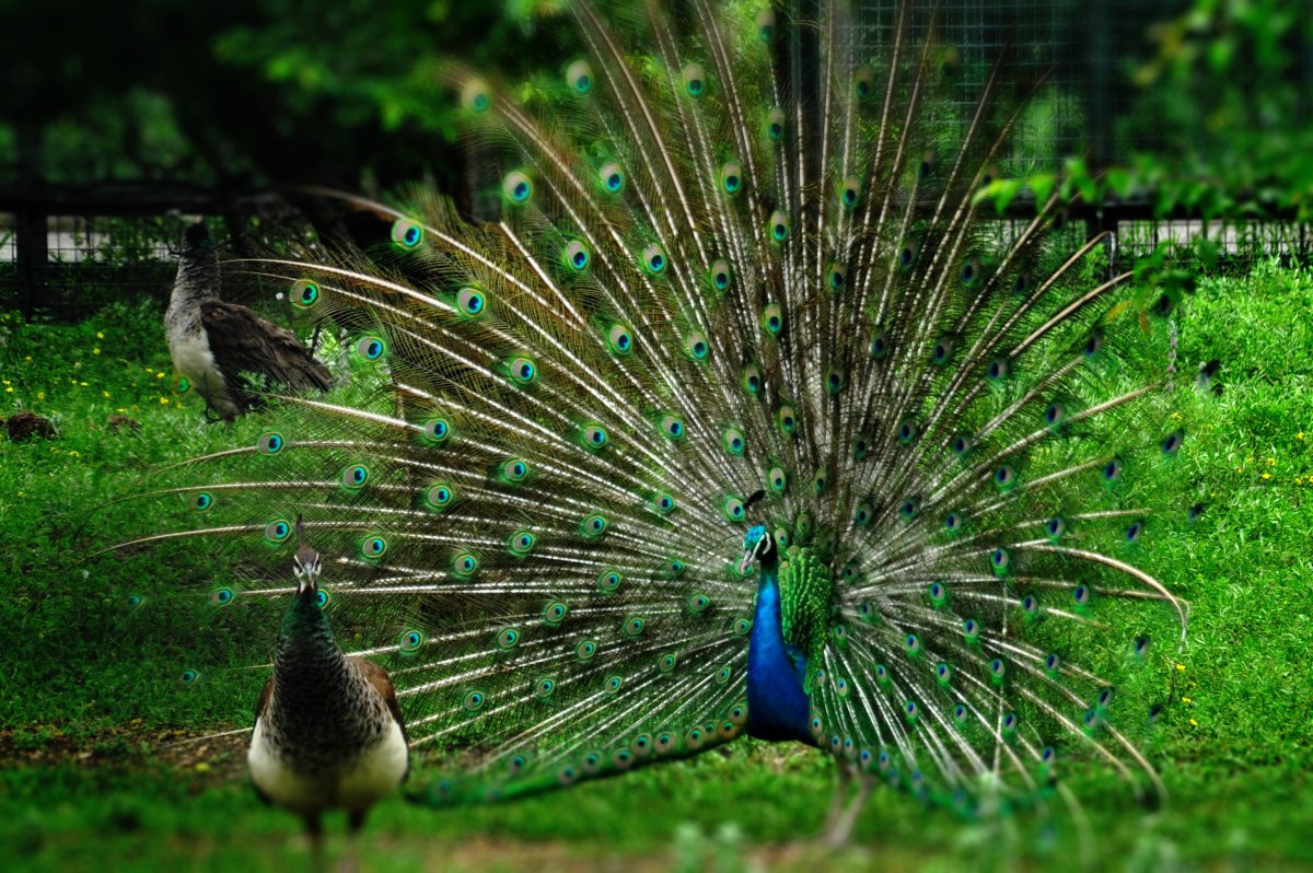 Павлин Петрински Болгария