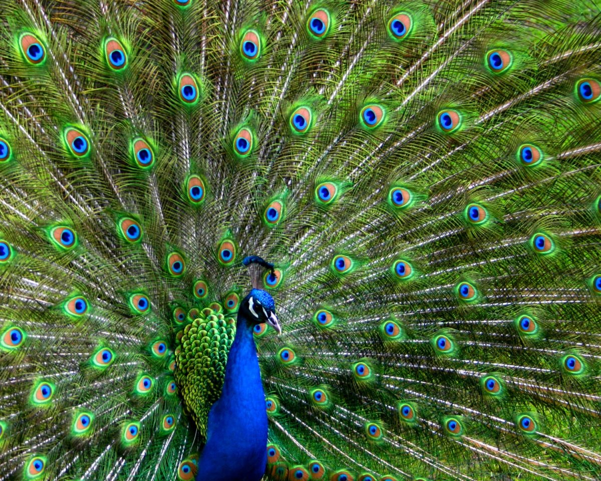 Павлин индийский обыкновенный