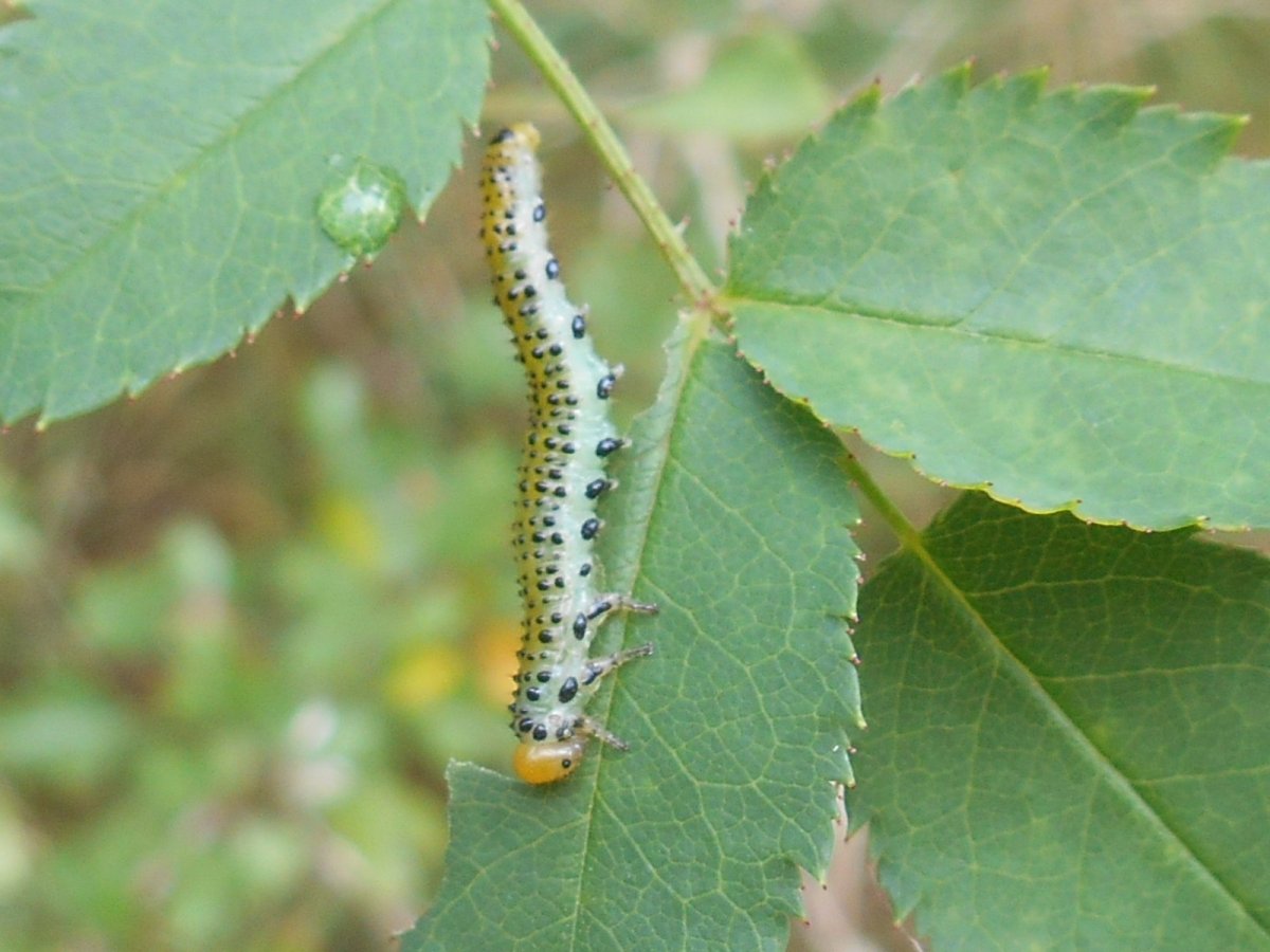Гусеница яблонной моли