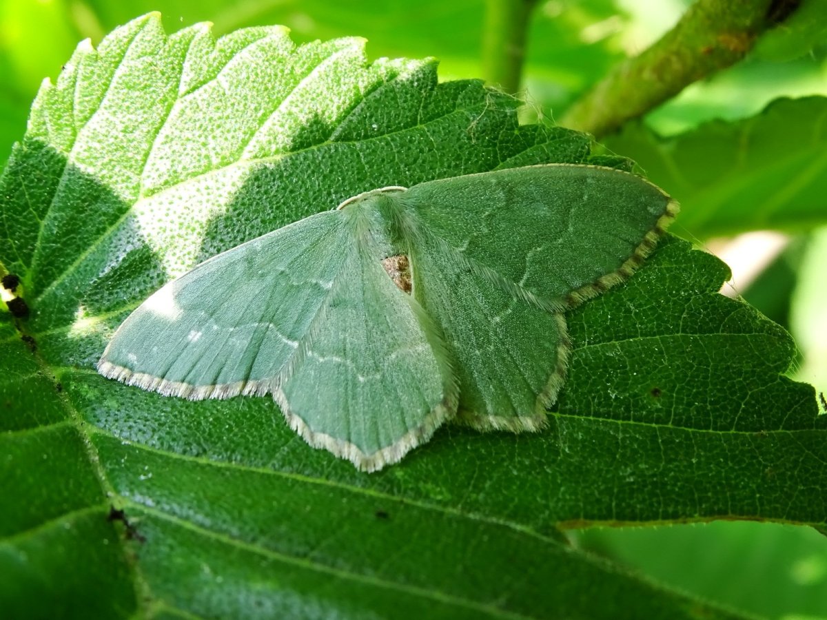 Пяденица гусеница зеленая
