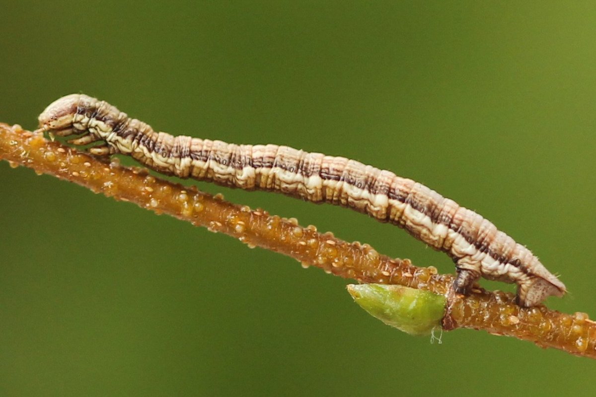 Пяденица линейчатая гусеница