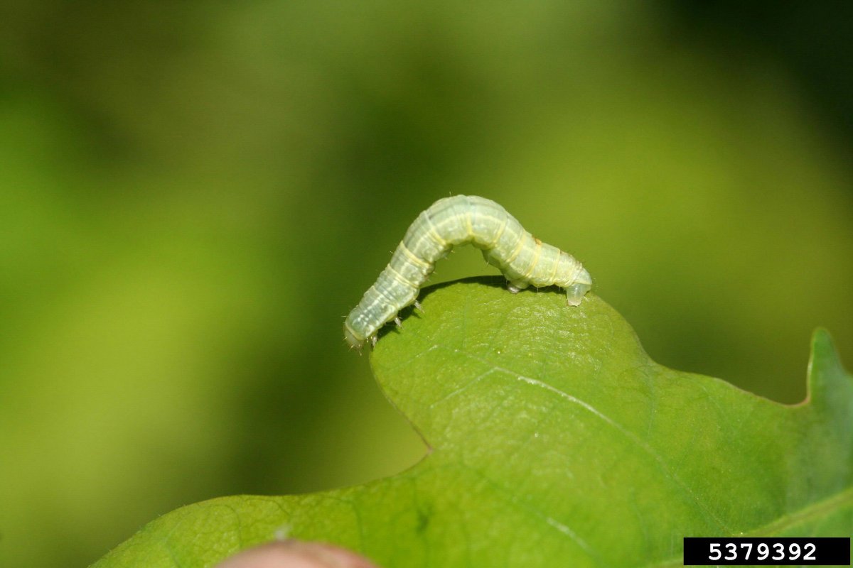 Яблоневая Пяденица гусеница