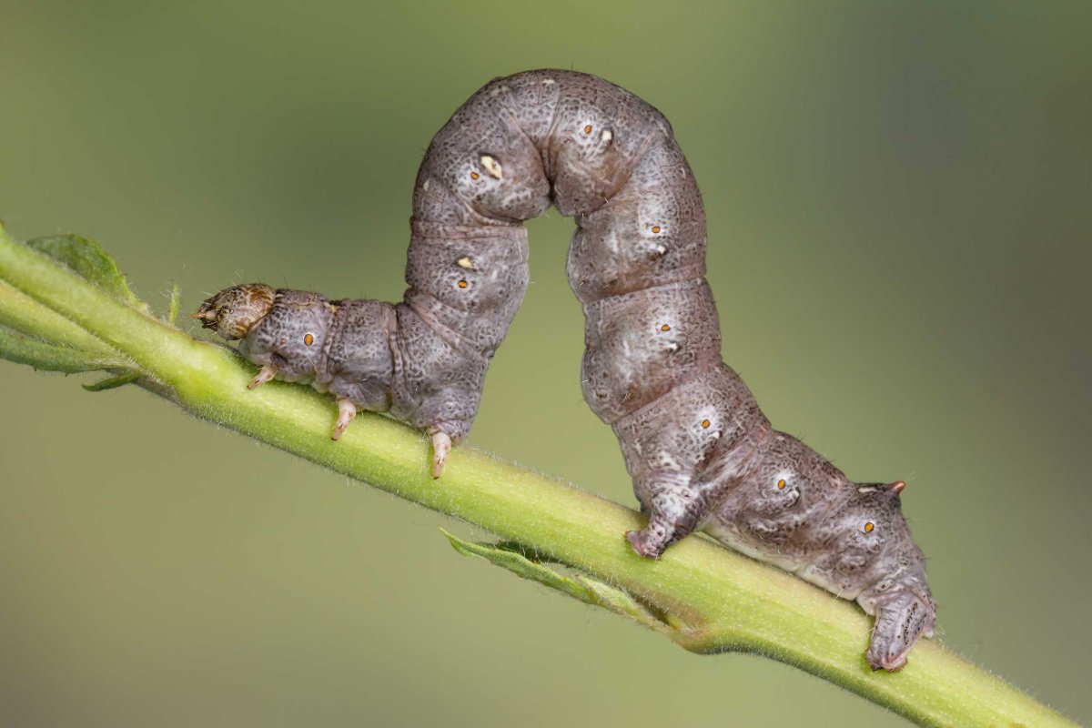 Гусеница бабочки пяденицы