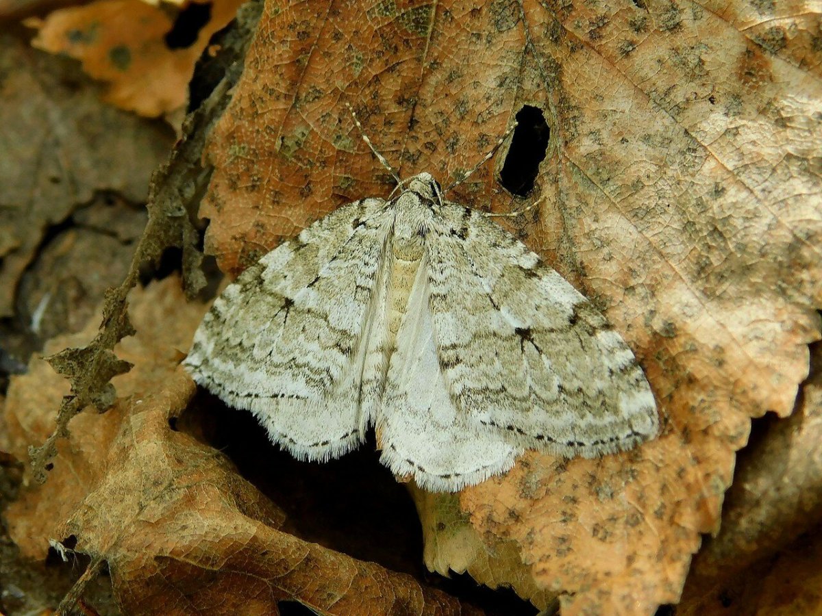 Пещерная Пяденица