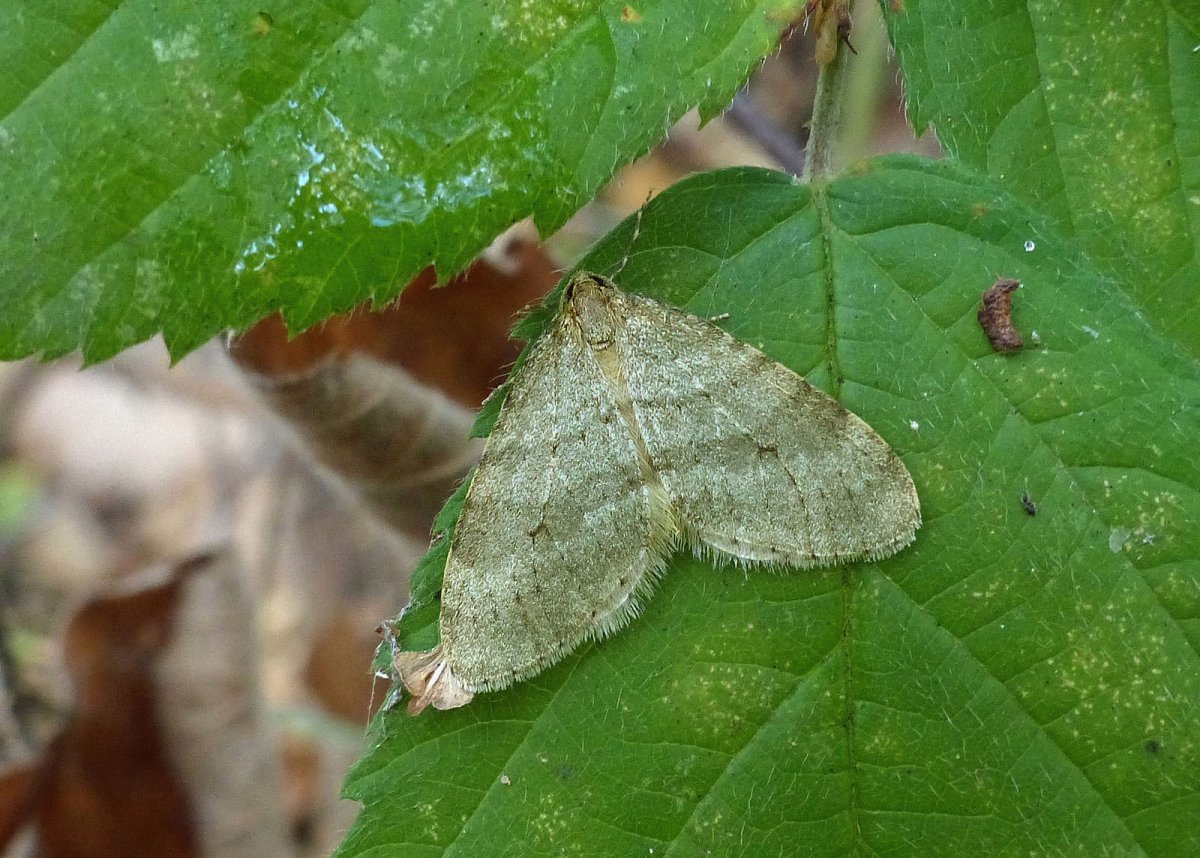 Пяденица березолистная