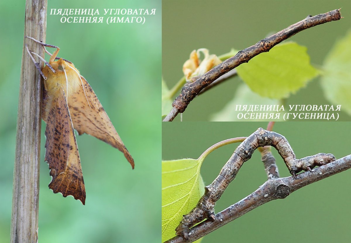 Гусеница пяденицы (землемеров)