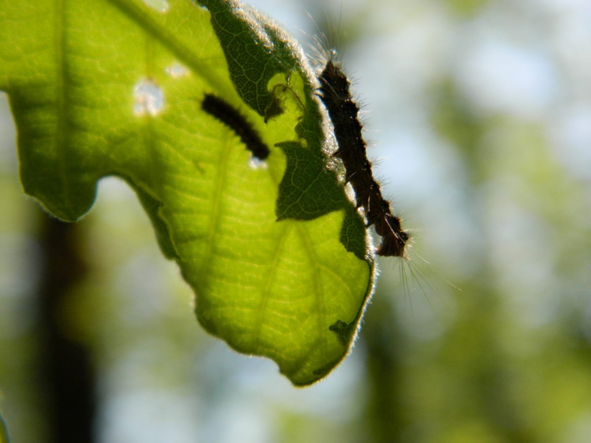 Пяденица шелкопряд гусеница