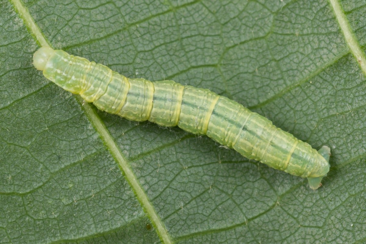 Яблоневая Пяденица