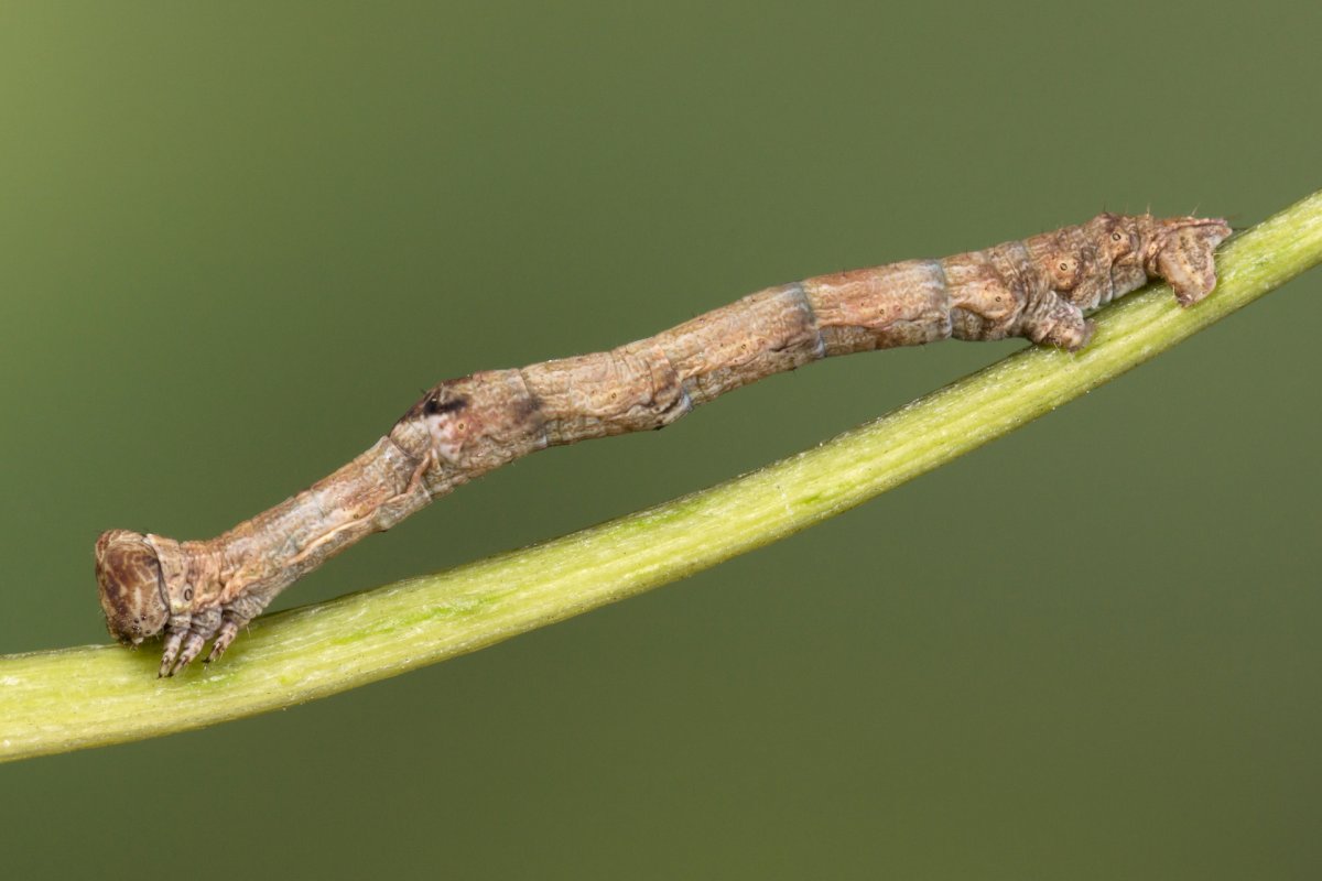 Гусеница пяденицы Hypomecis roboraria