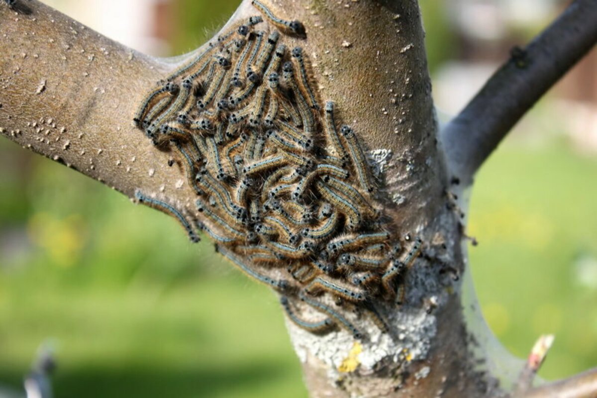 Шелкопряд гусеница на яблоне