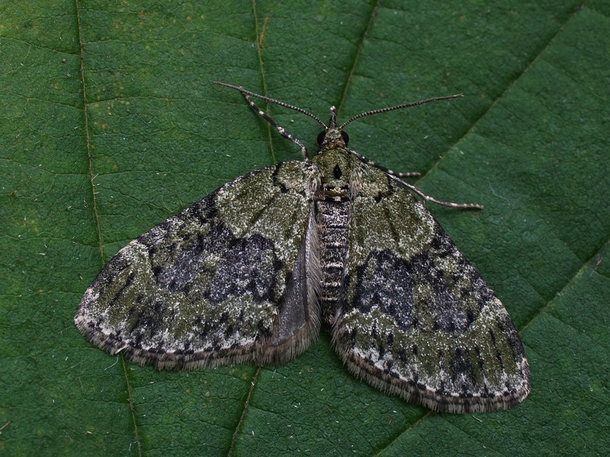 Зеленоватая лопастная Пяденица личинки