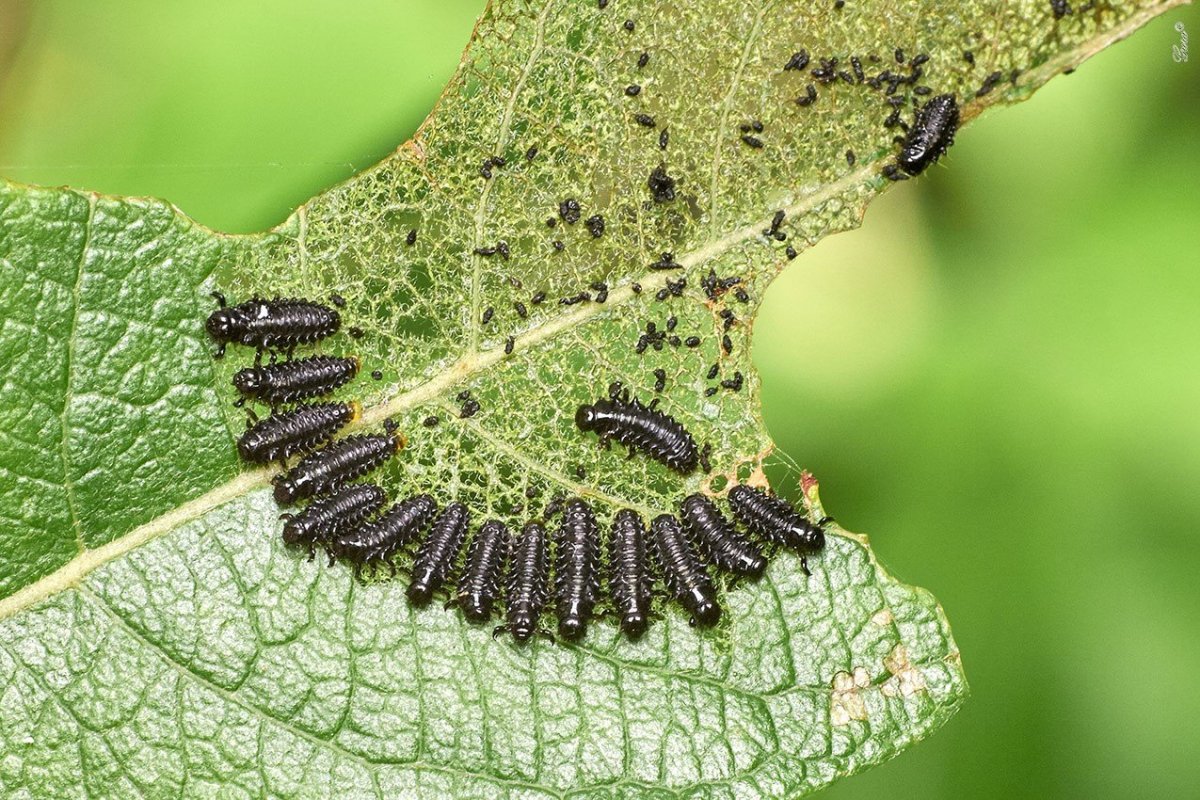 Личинка жука листоеда