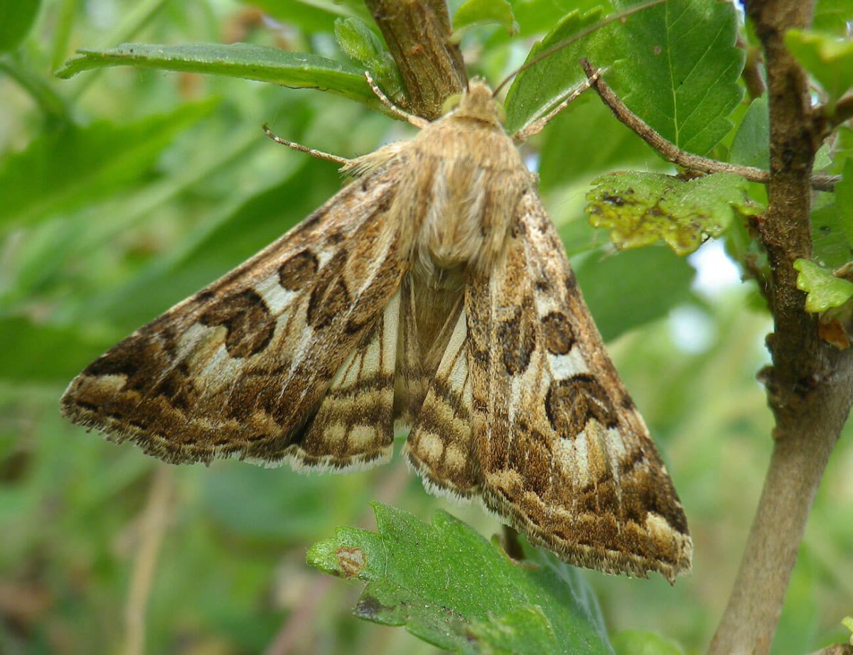 Листовертка почковая