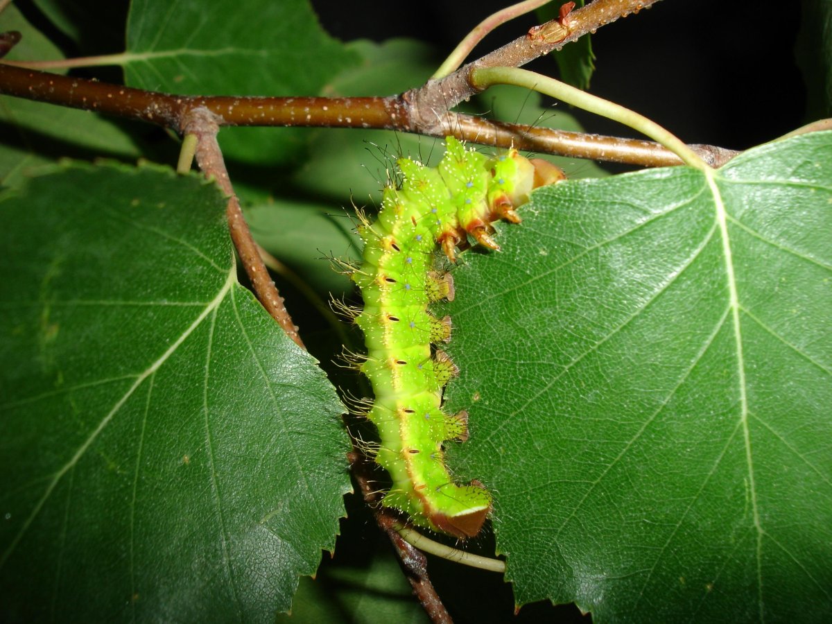 Зеленая гусеница на Березе
