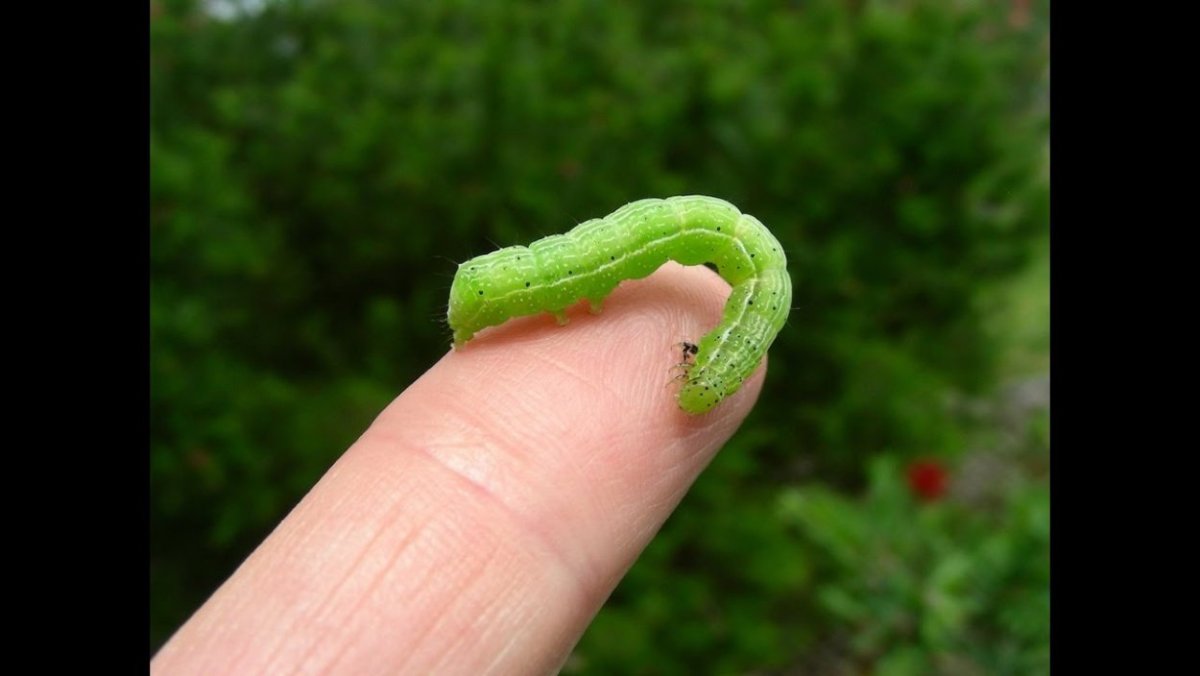 Гусеница капустницы