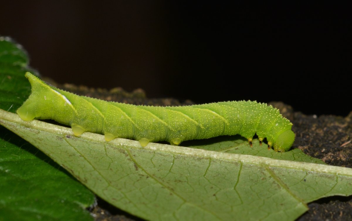 Зимняя Пяденица гусеница