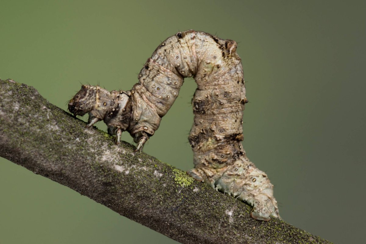 Гусеница березовой пяденицы