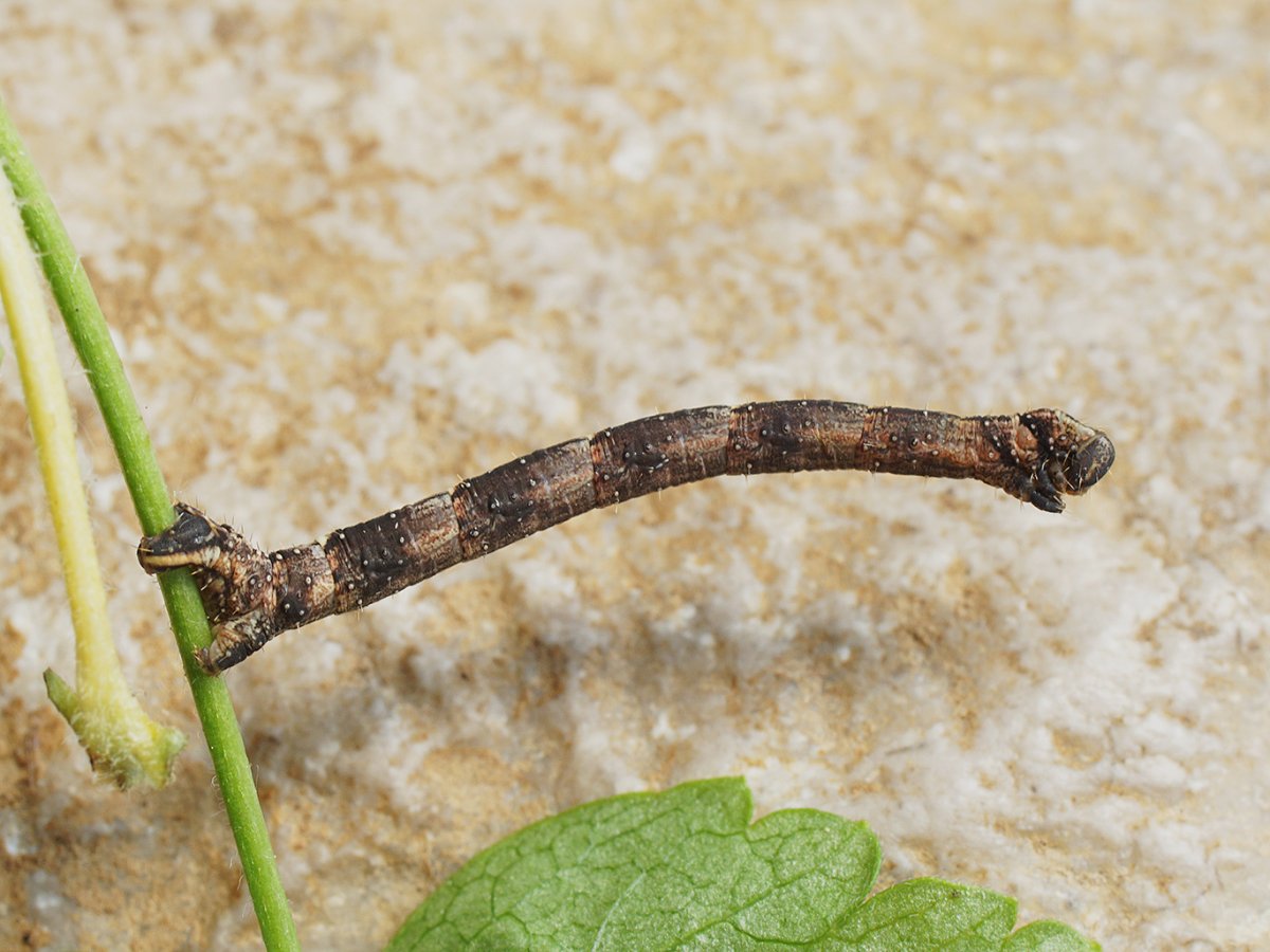 Ночная Пяденица смородинная гусеница