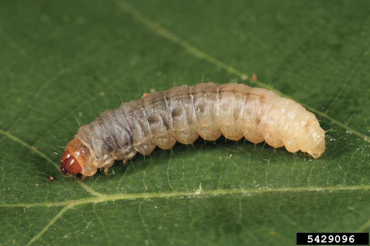 Куколка плодожорки