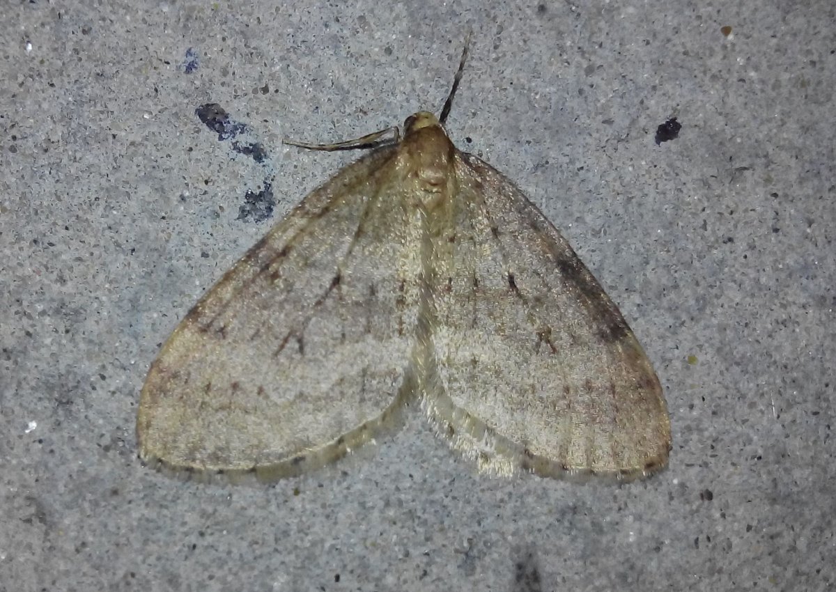 Зимующие вредители