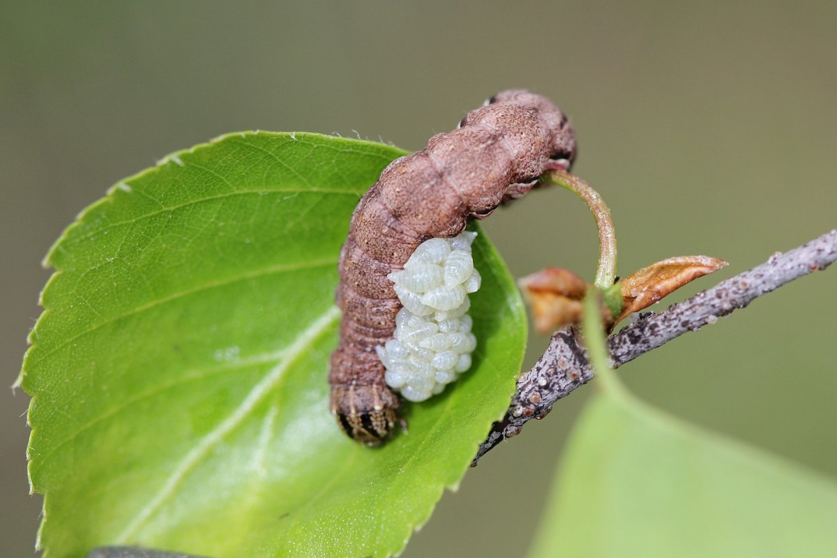 Гусеница зараженная тахинами