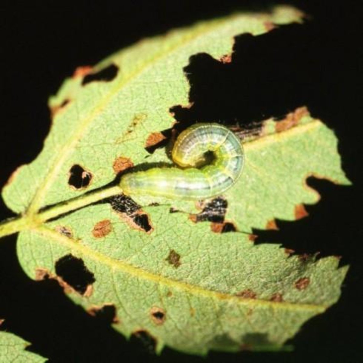 Зимняя Пяденица куколка