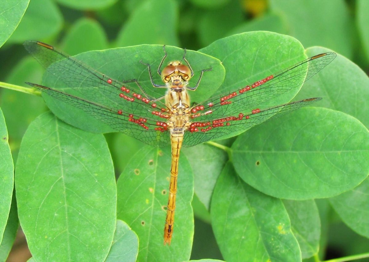 Насекомое летающий дракон