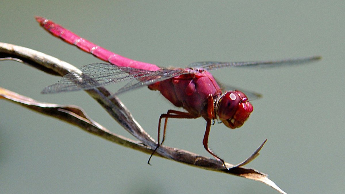 Редкие Стрекозы красная