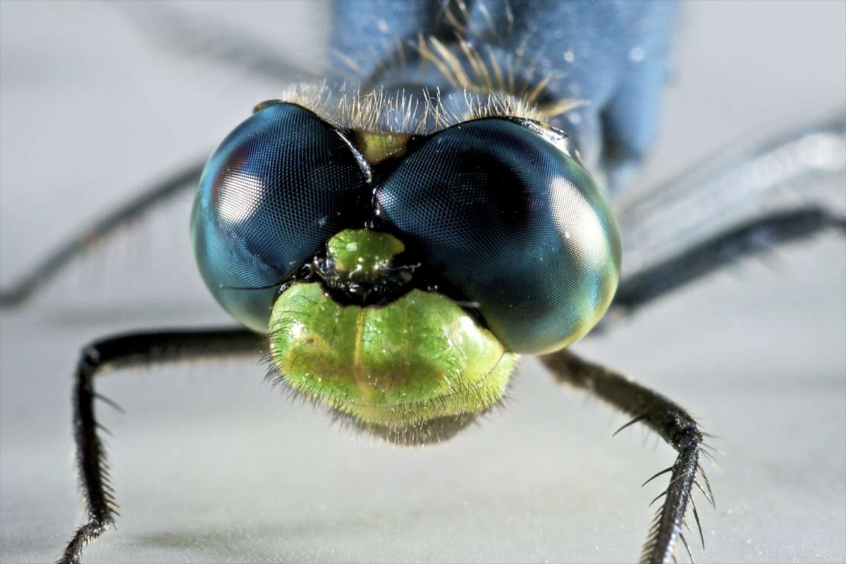 Стрекоза приближенная