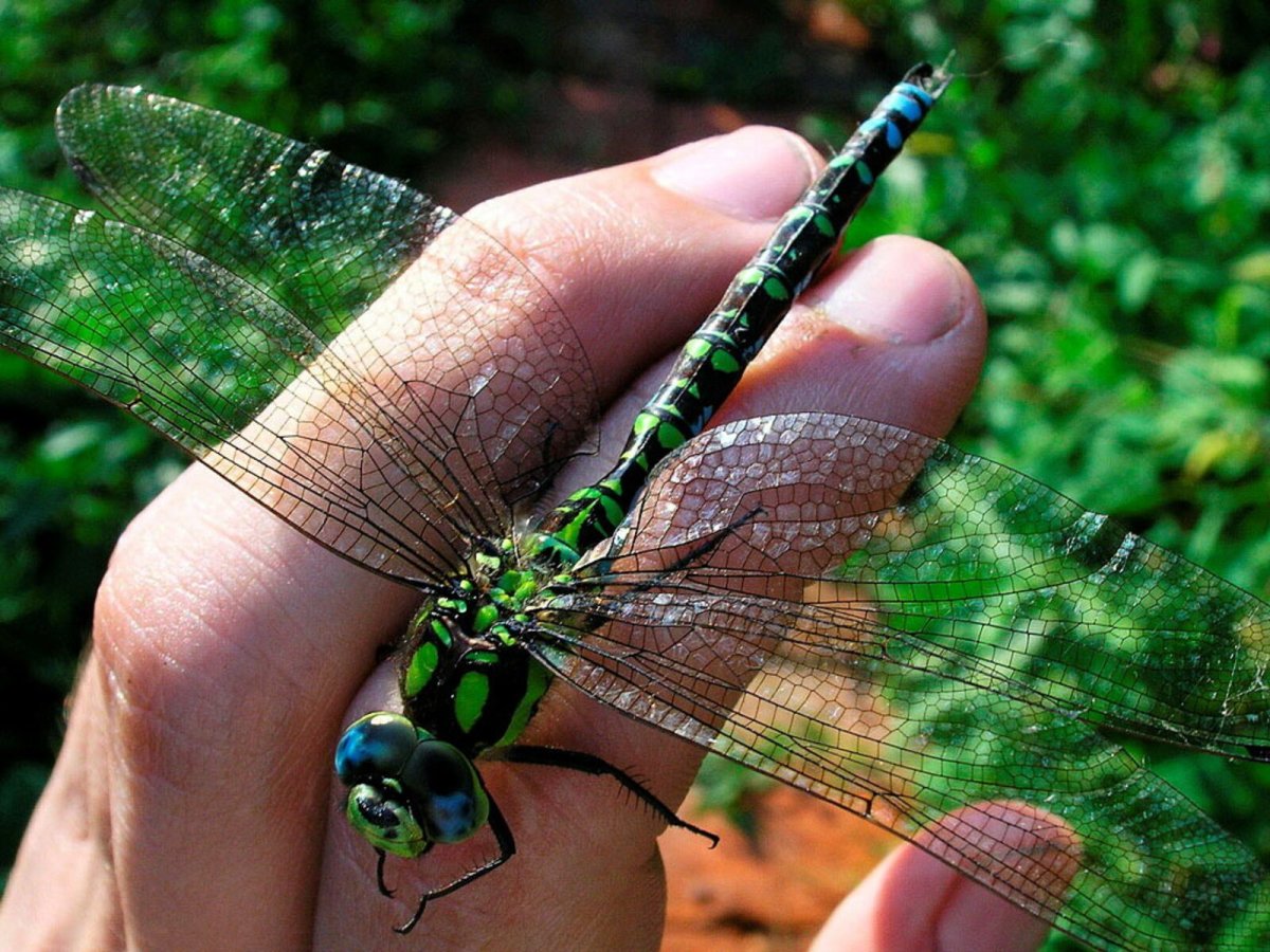 Ядовитые стрекозы