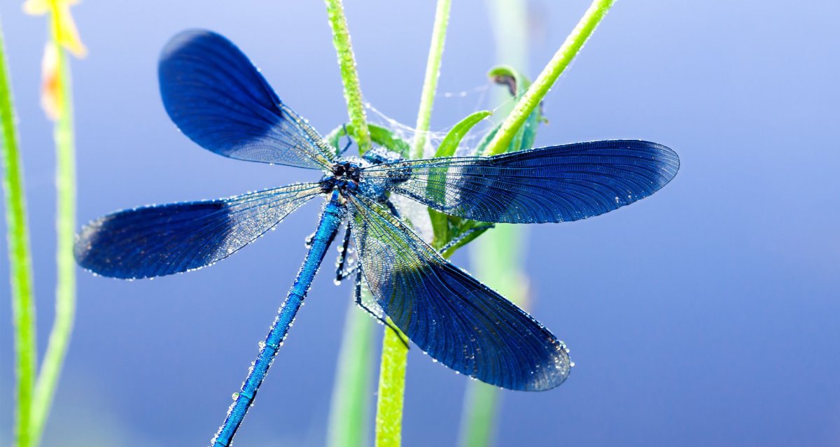 Голубая Стрекоза на оранжевом