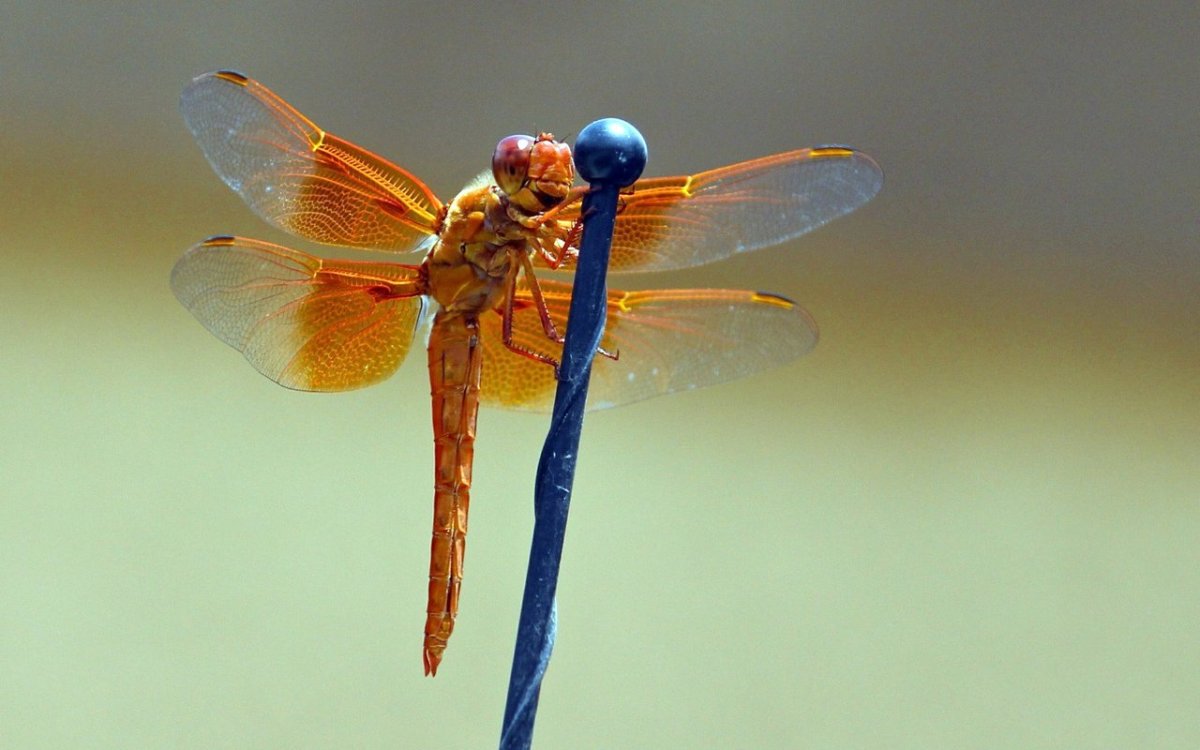 Хвост Стрекозы