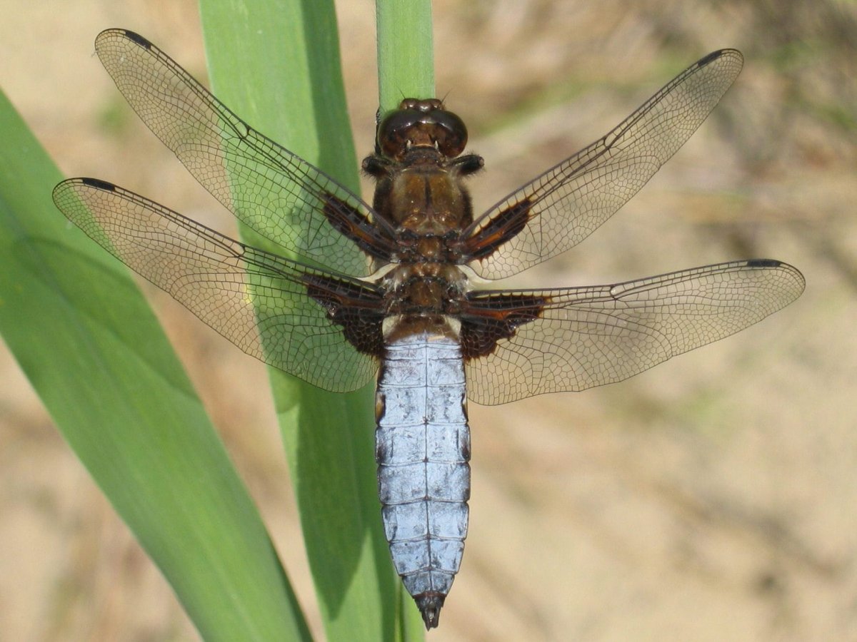 Стрекоза Либеллула