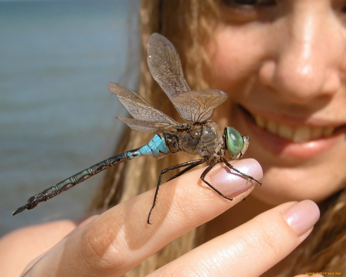 Стрекозы кусаются