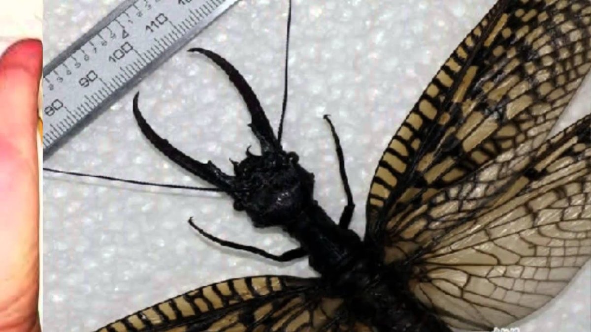 Коридалида насекомое