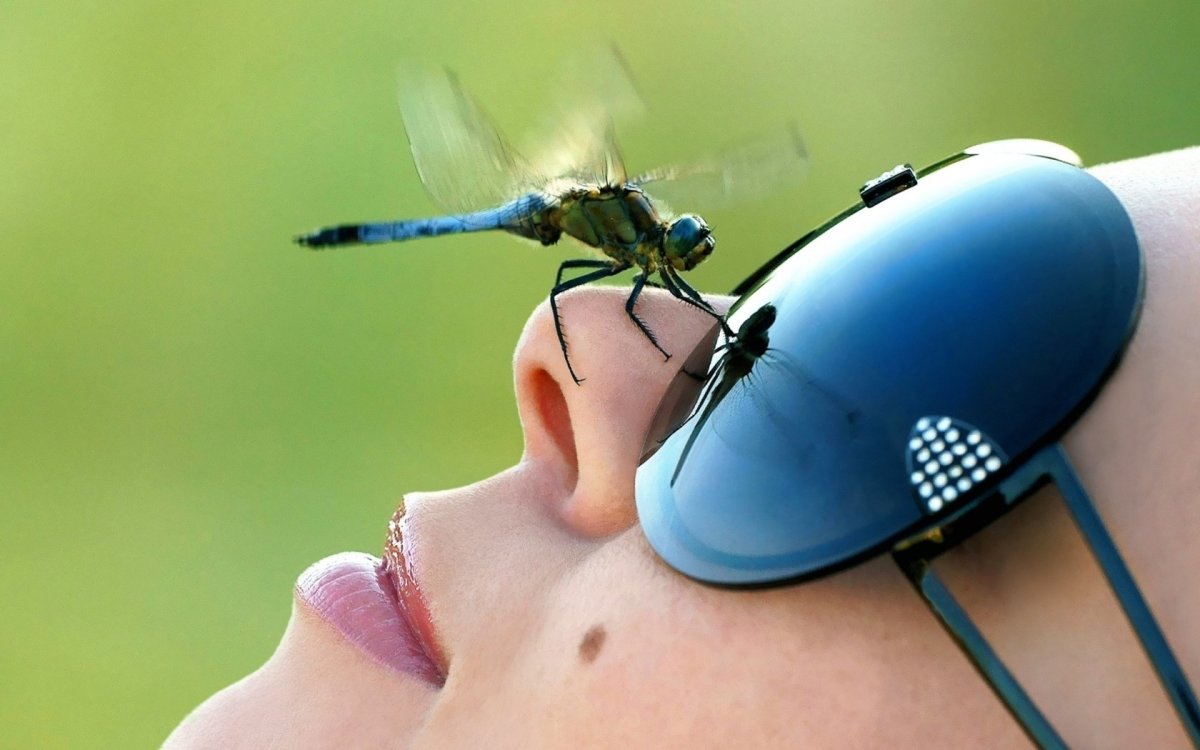 Стрекозы на рабочий стол