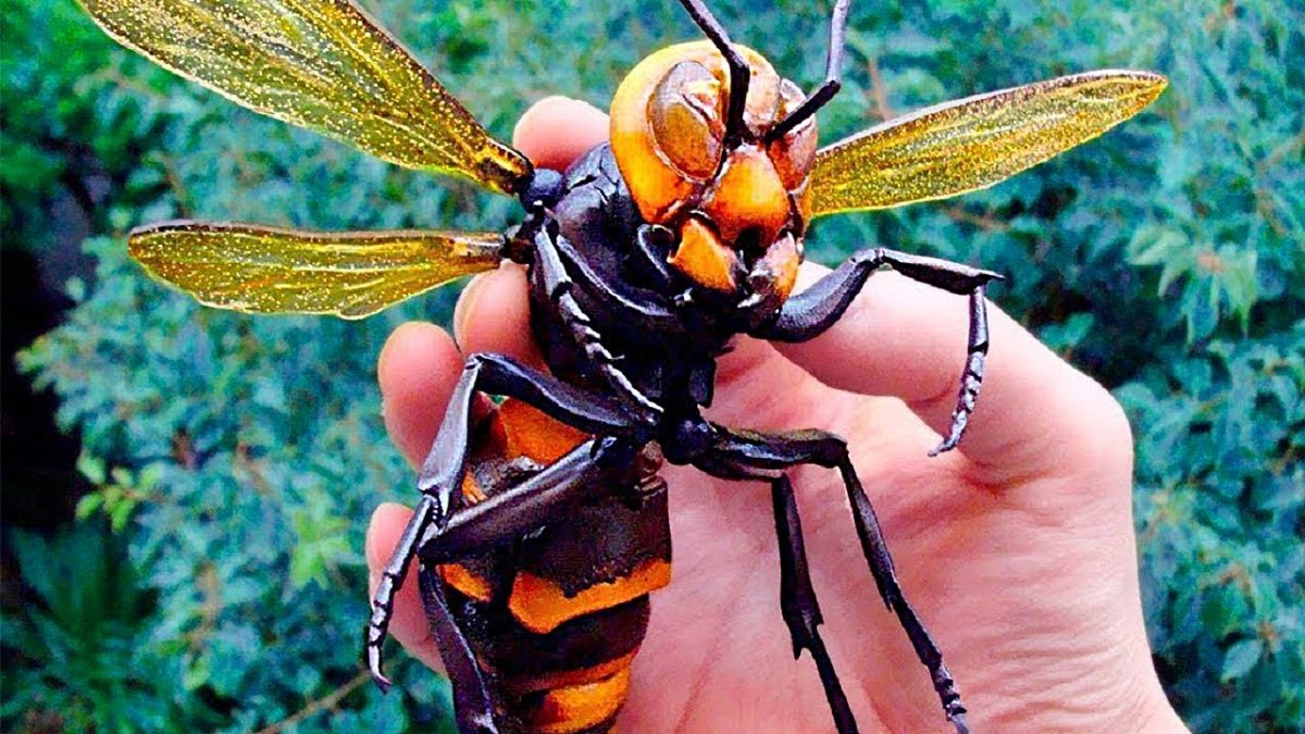 Гигантский азиатский Шершень убийца