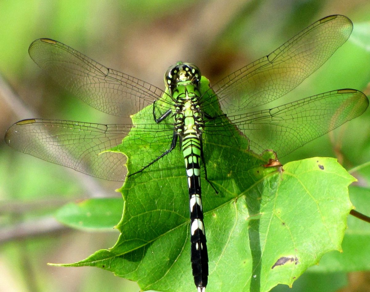 Стрекоза зеленая большая