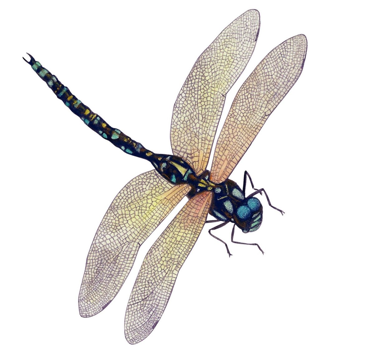 Стрекозы коллаж
