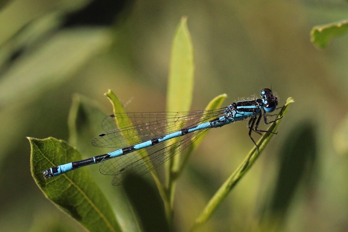 Coenagrion lunulatum