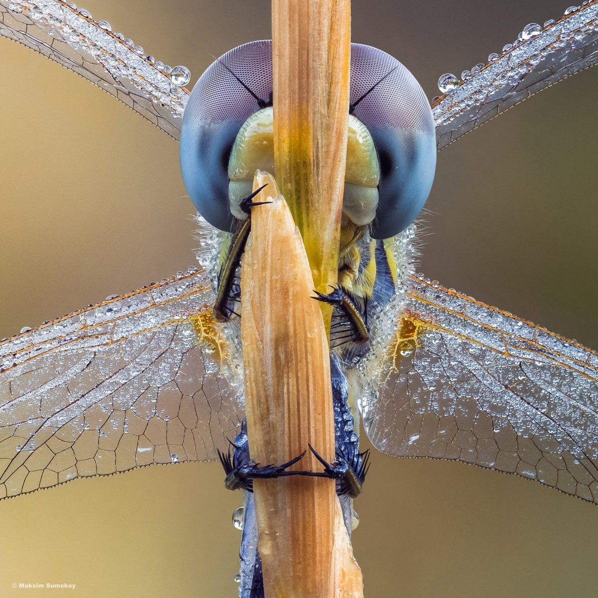 Стрекоза во сне