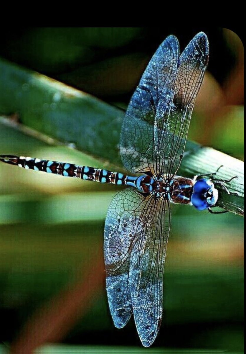 Необычные Стрекозы