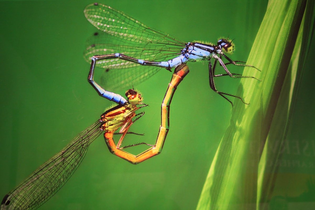 Спаривание стрекоз