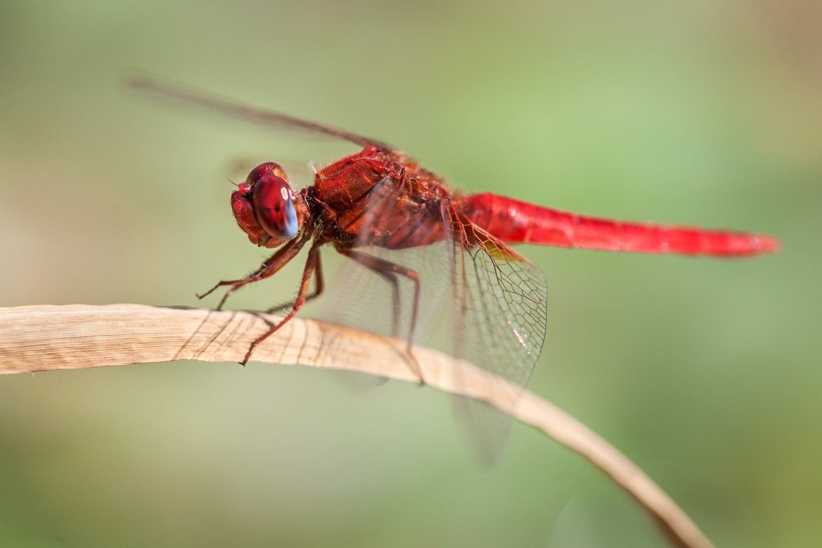 Стрекоза интересные факты для детей