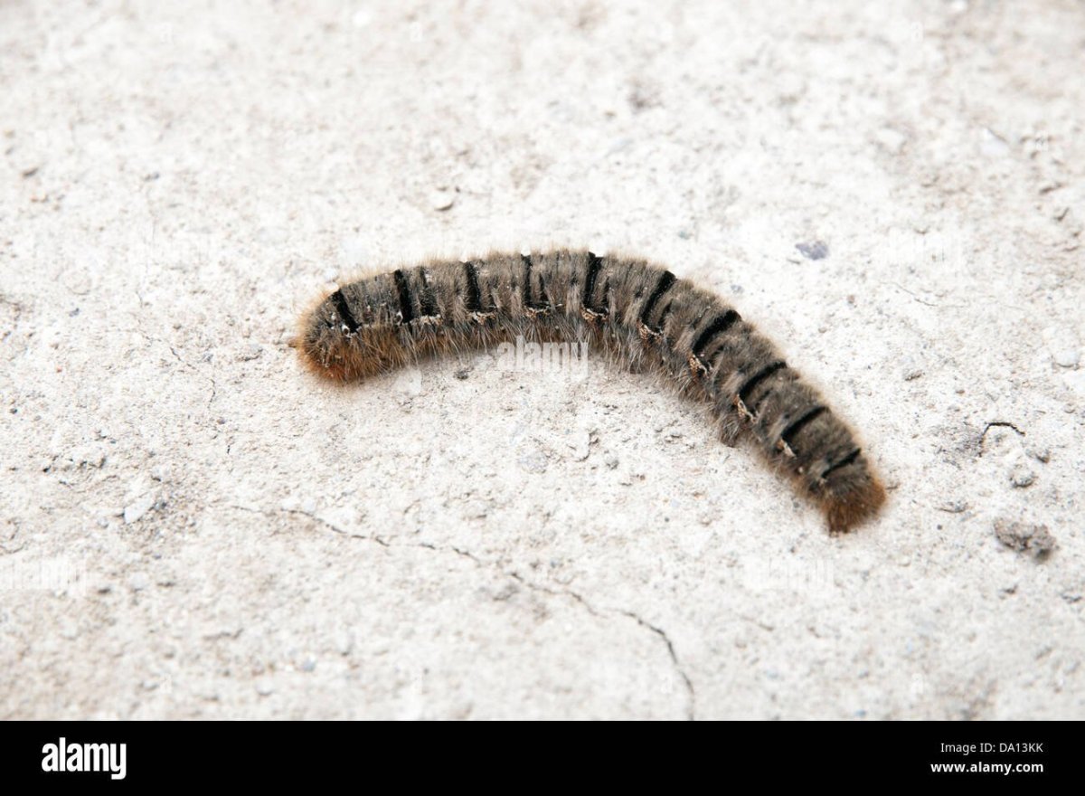 Маленькая коричневая гусеница