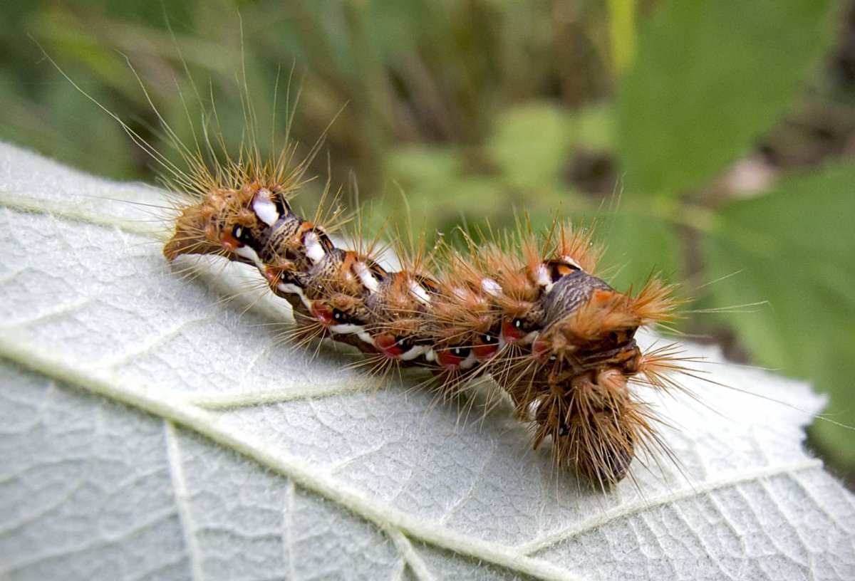 Пушистая гусеница ядовитая