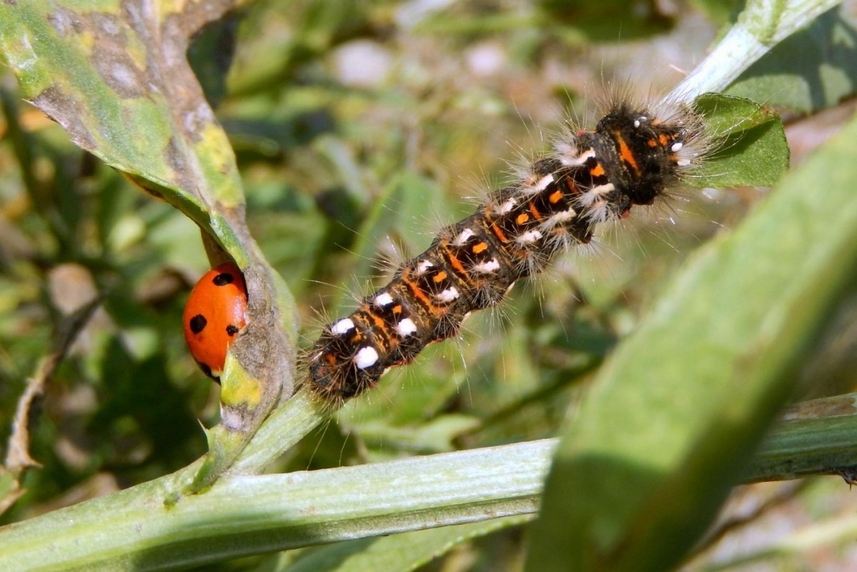 Acronicta rumicis Стрельчатка щавелевая