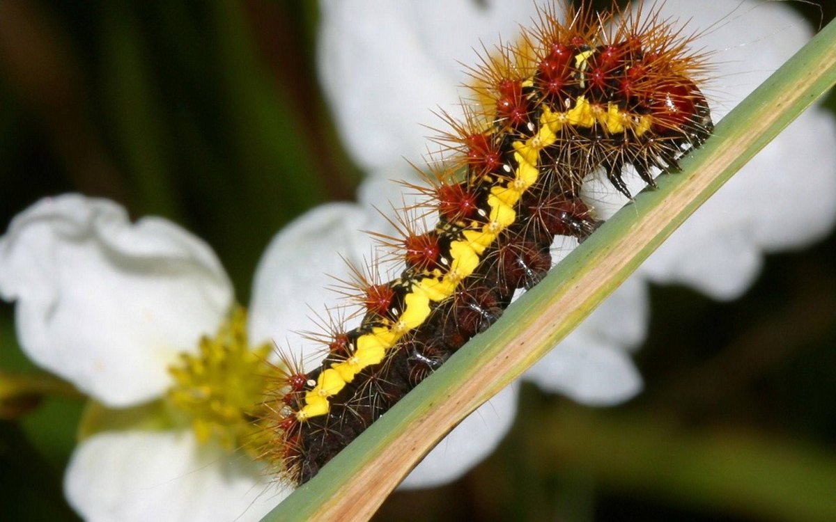 Краснохвостая гусеница